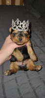 Princess , a female Yorkshire Terrier for sale in Springfield, MO – 5 of 10