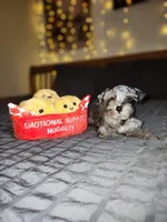 Tiny Toy , a female Miniature Schnauzer for sale in Kansas City, MO – 1 of 9
