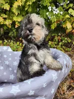 Misha , a male Miniature Schnauzer for sale in Kansas City, MO – 2 of 10