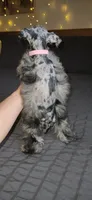Bonnie, a female Miniature Schnauzer for sale in Springfield, MO – 9 of 10