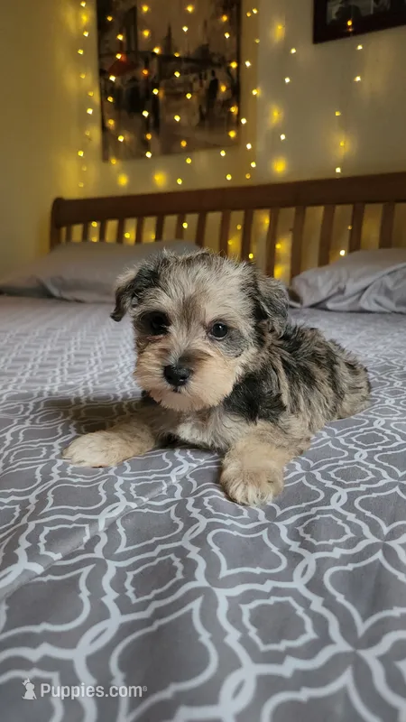 Brook – Miniature Schnauzer puppy on hold in Kansas City, MO