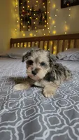 Brook, a female Miniature Schnauzer for sale in Kansas City, MO – 1 of 10