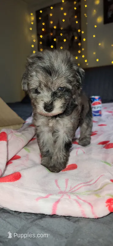 Tiny Toy  – Miniature Schnauzer puppy for sale in Kansas City, MO
