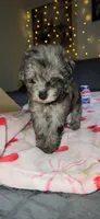 Tiny Toy , a female Miniature Schnauzer for sale in Kansas City, MO – 1 of 10