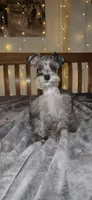 Blaze , a male Miniature Schnauzer for sale in Springfield, MO – 4 of 10