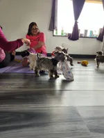 Toy Nimbus , a male Miniature Schnauzer for sale in Kansas City, MO – 10 of 10