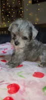 Tiny Toy, a male Miniature Schnauzer for sale in Kansas City, MO – 5 of 10