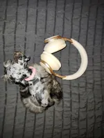 Tiny Toy , a female Miniature Schnauzer for sale in Kansas City, MO – 5 of 9