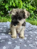 Timber , a male Miniature Schnauzer for sale in Kansas City, MO – 5 of 9