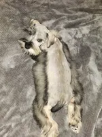 Apollo , a male Miniature Schnauzer for sale in Springfield, MO – 6 of 10