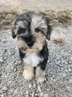 Apollo , a male Miniature Schnauzer for sale in Springfield, MO – 9 of 10