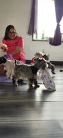 Toy Nimbus , a male Miniature Schnauzer for sale in Kansas City, MO – 8 of 10