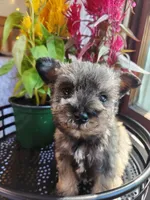 Rain , a female Miniature Schnauzer for sale in Kansas City, MO – 2 of 9