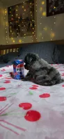 Tiny Toy, a female Miniature Schnauzer for sale in Kansas City, MO – 7 of 10