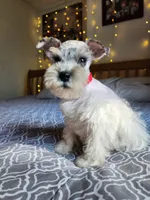 TOY Clay, a male Miniature Schnauzer for sale in Kansas City, MO – 5 of 10