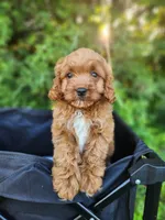Bear , a male Cavapoo for sale in Kansas City, MO – 7 of 9