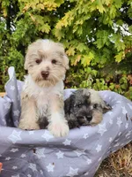 Niko, a male Miniature Schnauzer for sale in Kansas City, MO – 10 of 10