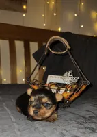 Princess , a female Yorkshire Terrier for sale in Springfield, MO – 6 of 10