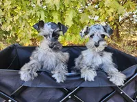 Bonnie, a female Miniature Schnauzer for sale in Springfield, MO – 5 of 10
