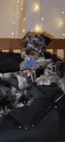 Toy Nimbus , a male Miniature Schnauzer for sale in Kansas City, MO – 5 of 10