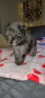 Tiny Toy , a female Miniature Schnauzer for sale in Kansas City, MO – 5 of 10