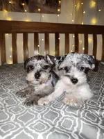 Ivy , a female Miniature Schnauzer for sale in Kansas City, MO – 6 of 9