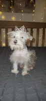 Annabelle , a female Miniature Schnauzer for sale in Springfield, MO – 5 of 10
