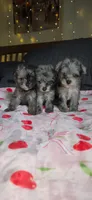 Tiny Toy, a male Miniature Schnauzer for sale in Kansas City, MO – 10 of 10