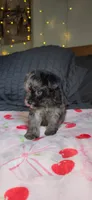 Tiny Toy, a female Miniature Schnauzer for sale in Kansas City, MO – 8 of 10