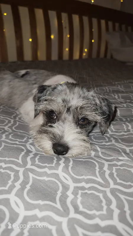 Ivy Bell , a female Miniature Schnauzer for sale in Kansas City, MO – 1 of 10