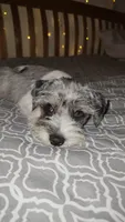Ivy Bell , a female Miniature Schnauzer for sale in Kansas City, MO – 1 of 10