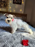 Toy Clay, a male Miniature Schnauzer for sale in Kansas City, MO – 2 of 10