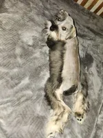 Apollo , a male Miniature Schnauzer for sale in Springfield, MO – 7 of 10