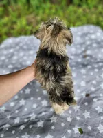 Timber , a male Miniature Schnauzer for sale in Kansas City, MO – 6 of 9