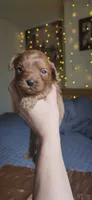 Biscoff, a male Cavapoo for sale in Kansas City, MO – 8 of 10