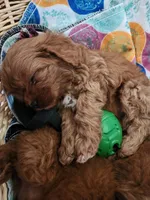 Grogu , a male Cavapoo for sale in Kansas City, MO – 8 of 9