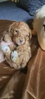 Butterbean, a male Cavapoo for sale in Kansas City, MO – 7 of 10