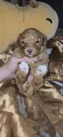 Butterbean, a male Cavapoo for sale in Kansas City, MO – 10 of 10