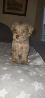 Minky, a female Miniature Schnauzer for sale in Kansas City, MO – 4 of 10