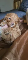Butterbean, a male Cavapoo for sale in Kansas City, MO – 5 of 10