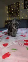 Tiny Toy, a female Miniature Schnauzer for sale in Kansas City, MO – 6 of 10