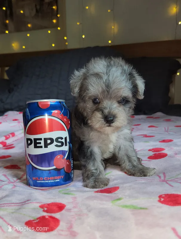 Tiny Toy – Miniature Schnauzer puppy for sale in Kansas City, MO