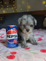 Tiny Toy, a male Miniature Schnauzer for sale in Kansas City, MO – 1 of 10