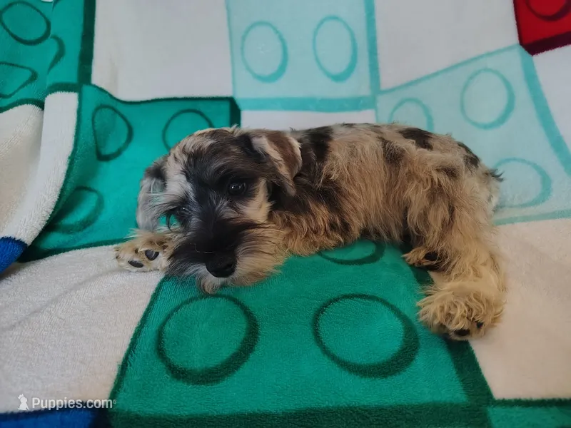 Timber  – Miniature Schnauzer puppy for sale in Kansas City, MO