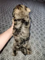 Brook, a female Miniature Schnauzer for sale in Kansas City, MO – 4 of 10