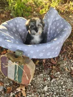 Apollo , a female Miniature Schnauzer for sale in Kansas City, MO – 6 of 10