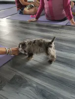 Toy Nimbus , a male Miniature Schnauzer for sale in Kansas City, MO – 7 of 10