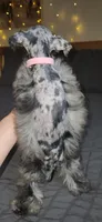 Tiny Toy , a female Miniature Schnauzer for sale in Kansas City, MO – 6 of 9