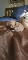 Butterbean, a male Cavapoo for sale in Kansas City, MO – 4 of 10