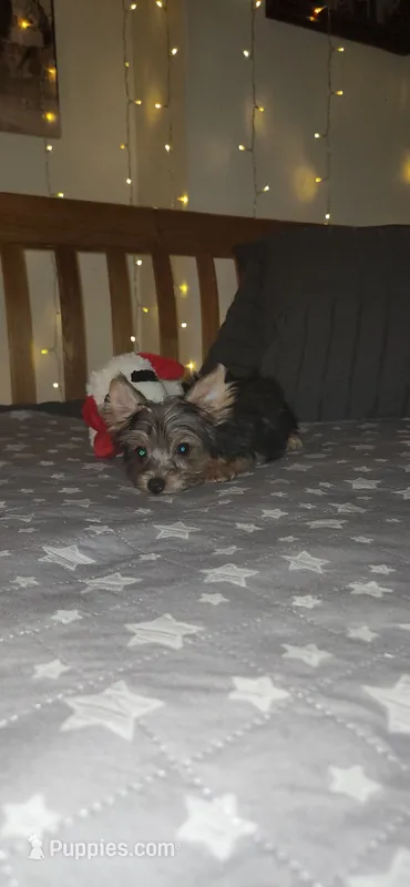 Elio – Yorkshire Terrier puppy for sale in Kansas City, MO